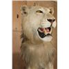 Image 3 : *TEXAS RESIDENTS ONLY* Life-sized AFRICAN LION on a Base with Wheels