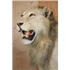 Image 4 : *TEXAS RESIDENTS ONLY* Life-sized AFRICAN LION on a Base with Wheels