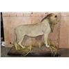 Image 8 : *TEXAS RESIDENTS ONLY* Life-sized AFRICAN LION on a Base with Wheels