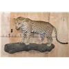 Image 1 : *TEXAS RESIDENTS ONLY* Life-sized LEOPARD on a Reproduction Log Wall Hanging Base