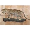 Image 2 : *TEXAS RESIDENTS ONLY* Life-sized LEOPARD on a Reproduction Log Wall Hanging Base