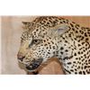 Image 8 : *TEXAS RESIDENTS ONLY* Life-sized LEOPARD on a Reproduction Log Wall Hanging Base