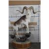 Image 1 : *TEXAS RESIDENTS ONLY* Life-sized MARCO POLO Sheep on a Granite and Wood Base with Wheels