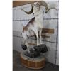 Image 2 : *TEXAS RESIDENTS ONLY* Life-sized MARCO POLO Sheep on a Granite and Wood Base with Wheels