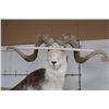 Image 8 : *TEXAS RESIDENTS ONLY* Life-sized MARCO POLO Sheep on a Granite and Wood Base with Wheels