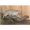 Image 2 : XL MOUNTAIN LION or COUGAR on a Reproduction Log Wall Hanging Base