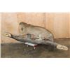 Image 8 : XL MOUNTAIN LION or COUGAR on a Reproduction Log Wall Hanging Base