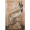 Image 2 : *TEXAS RESIDENTS ONLY* Life-sized BUKHARAN MARKHOR mounted on a Simulated Rock Base with Wheels