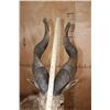 Image 8 : *TEXAS RESIDENTS ONLY* Life-sized BUKHARAN MARKHOR mounted on a Simulated Rock Base with Wheels