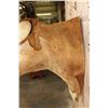 Image 10 : Unique TEXAS LONGHORN Shoulder Mount with a Bull Ring