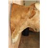 Image 11 : Unique TEXAS LONGHORN Shoulder Mount with a Bull Ring