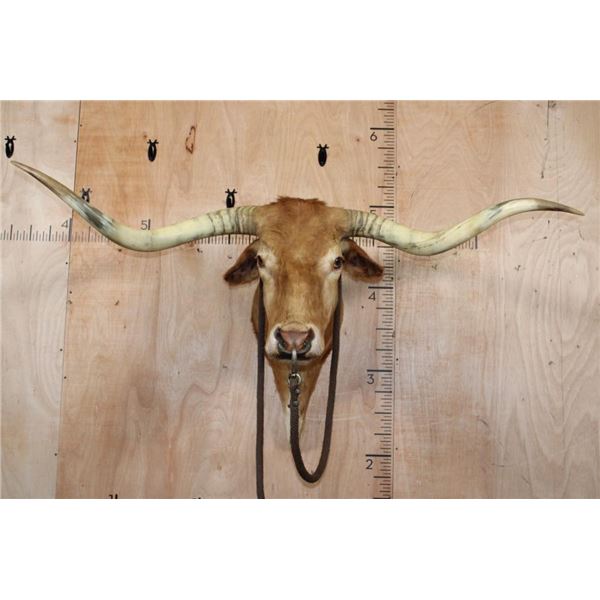 Unique TEXAS LONGHORN Shoulder Mount with a Bull Ring
