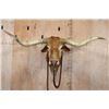 Image 1 : Unique TEXAS LONGHORN Shoulder Mount with a Bull Ring