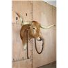 Image 2 : Unique TEXAS LONGHORN Shoulder Mount with a Bull Ring