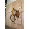 Image 3 : Unique TEXAS LONGHORN Shoulder Mount with a Bull Ring