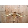 Image 8 : Unique TEXAS LONGHORN Shoulder Mount with a Bull Ring