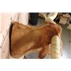 Image 9 : Unique TEXAS LONGHORN Shoulder Mount with a Bull Ring