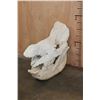 Image 2 : Big WHITE RHINOCEROS Skull with Most of its Teeth and No Glue
