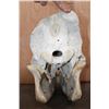 Image 8 : Big WHITE RHINOCEROS Skull with Most of its Teeth and No Glue