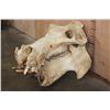 Image 2 : Big HIPPOPOTAMUS Skull with All its Teeth and IVORY Tusks, Weight: 69 lbs