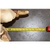 Image 8 : Big HIPPOPOTAMUS Skull with All its Teeth and IVORY Tusks, Weight: 69 lbs
