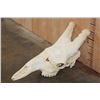 Image 2 : XXL GIRAFFE Skull with All its Teeth