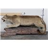 Image 2 : Life-sized MOUNTAIN LION or COUGAR on a Real Wood Log Base