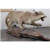 Image 8 : Life-sized MOUNTAIN LION or COUGAR on a Real Wood Log Base