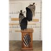 Image 14 : Beautiful Double ZEBRA Pedestal Mount