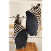 Image 15 : Beautiful Double ZEBRA Pedestal Mount