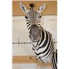 Image 5 : Beautiful Double ZEBRA Pedestal Mount