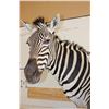 Image 6 : Beautiful Double ZEBRA Pedestal Mount