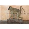 Image 2 : *Rarely Seen* Life-sized OLIVE BABOON on a Simulated Rock Base