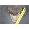 Image 2 : Gigantic MEGALODON Shark Tooth Fossil
