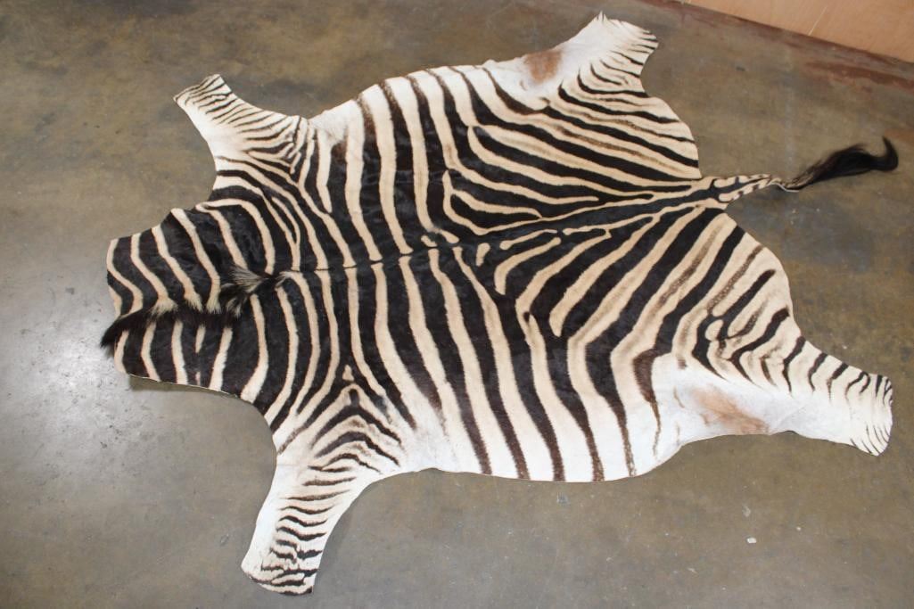 Vebra Hide ZEBRA Hide with Vibrant Stripes