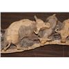 Image 16 : 6' Long Original Hand-carved Leadwood CAPE BUFFALO Heard Sculpture by artist Mandla Khumalo