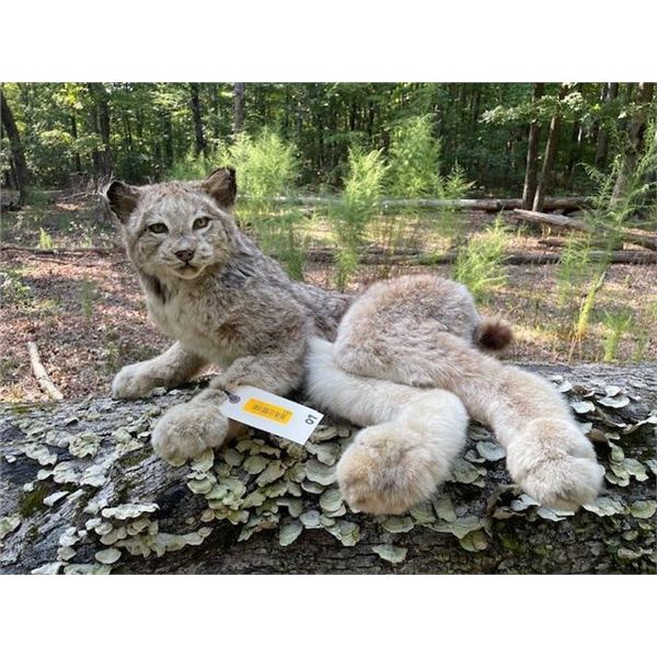 Life-sized Laying ALASKA LYNX