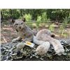 Image 1 : Life-sized Laying ALASKA LYNX