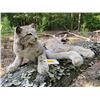 Image 2 : Life-sized Laying ALASKA LYNX