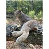 Image 3 : Life-sized Laying ALASKA LYNX