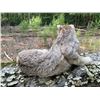 Image 4 : Life-sized Laying ALASKA LYNX