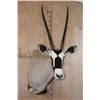 Image 1 : Big GEMSBOK Shoulder Mount