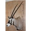 Image 3 : Big GEMSBOK Shoulder Mount