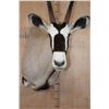 Image 5 : Big GEMSBOK Shoulder Mount