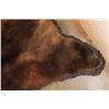 Image 8 : BROWN BEAR Rug with its Mounted Head and All its Claws