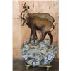 Image 2 : 2 CHAMOIS- 1 Male and 1 Female, on a Simulated Rock Wall Hanging Base