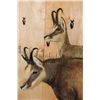 Image 8 : 2 CHAMOIS- 1 Male and 1 Female, on a Simulated Rock Wall Hanging Base