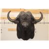 Image 1 : XXL CAPE BUFFALO Shoulder Mount