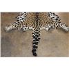 Image 8 : *TEXAS RESIDENTS ONLY* Chrome Tanned JAGUAR Hide with All its Claws!