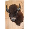 Image 1 : BUFFALO or BISON Shoulder Mount
